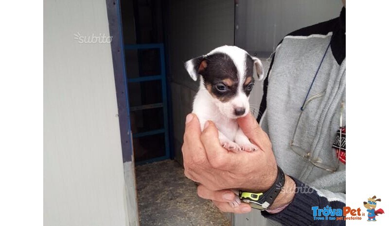 Jack Russell Cuccioli - Foto n. 2