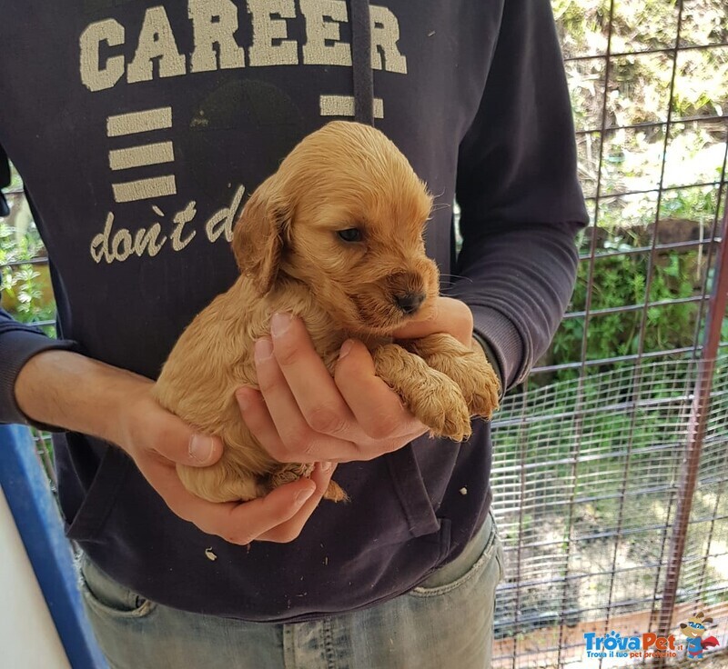 Cocker Spaniel Cuccioli - Foto n. 1