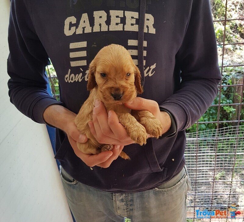 Cocker Spaniel Cuccioli - Foto n. 2