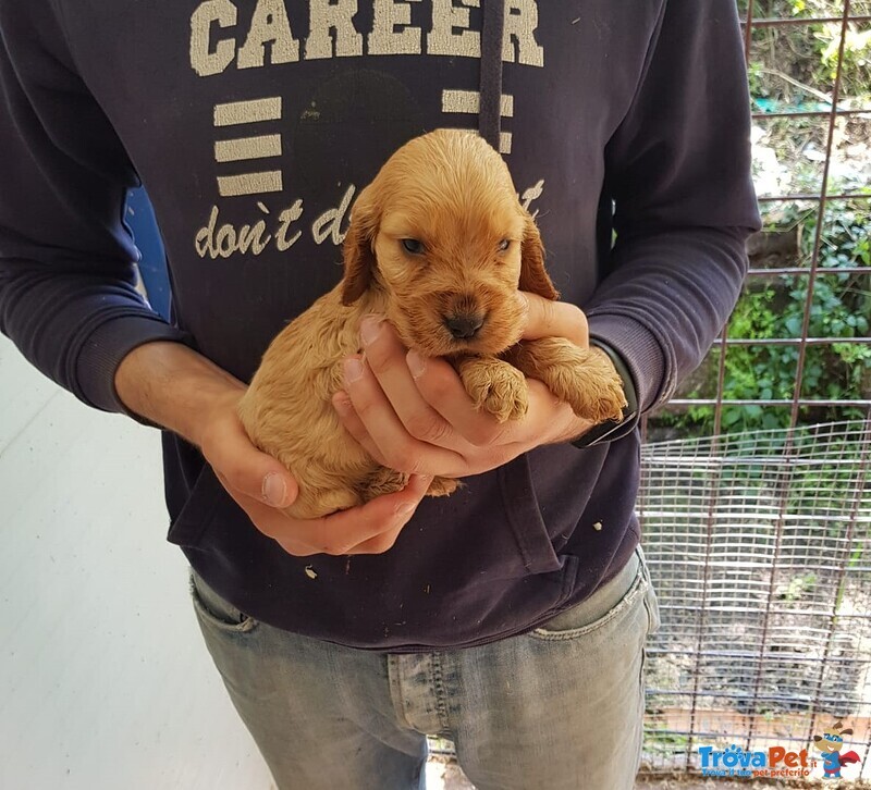 Cocker Spaniel Cuccioli - Foto n. 3