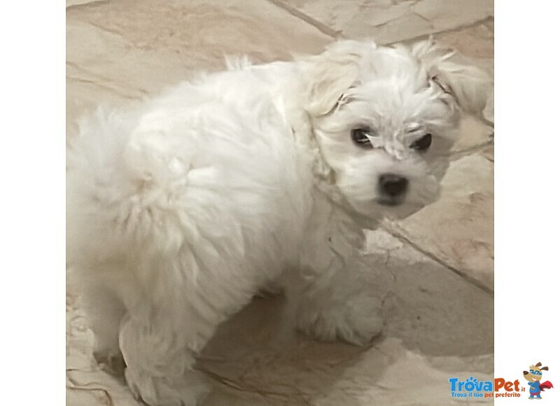 Maltese Cucciolo - Foto n. 1