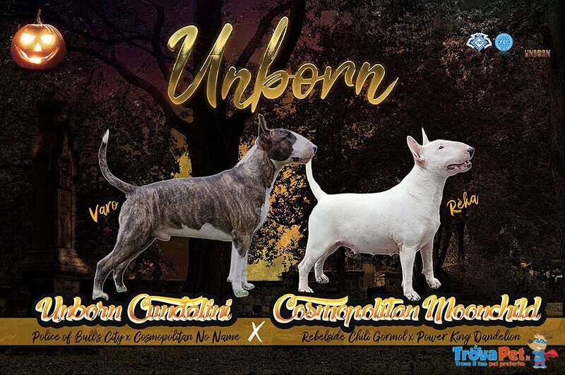 Bull Terrier Cuccioli - Allevamento Unborn Milano - Foto n. 2
