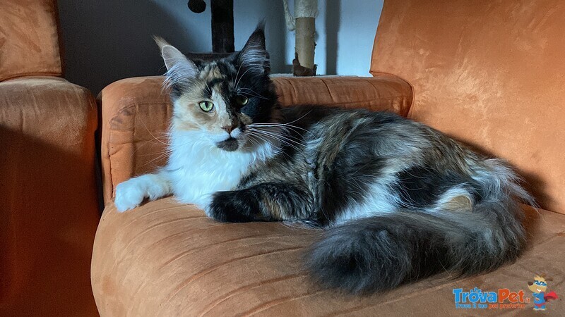 Vendo Cuccioli di Maine Coon - Foto n. 1