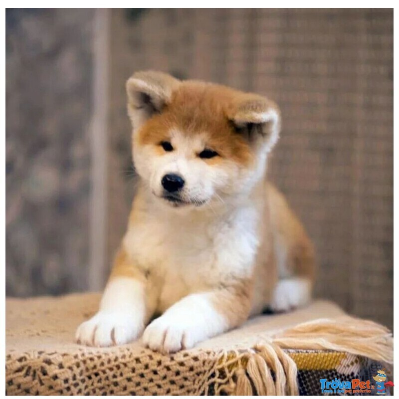 Cuccioli Akita Inu - Foto n. 1