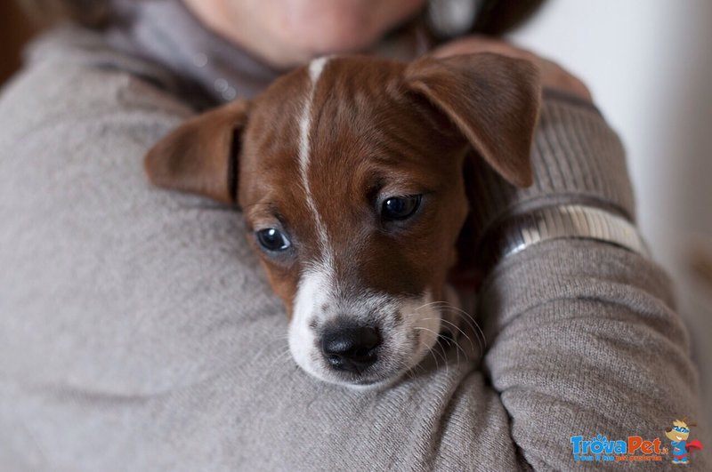 Cuccioli di jack Russell con Pedigree Roi - Foto n. 1