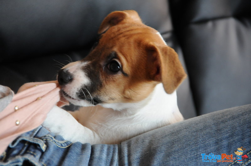 Cuccioli di jack Russell con Pedigree Roi - Foto n. 3