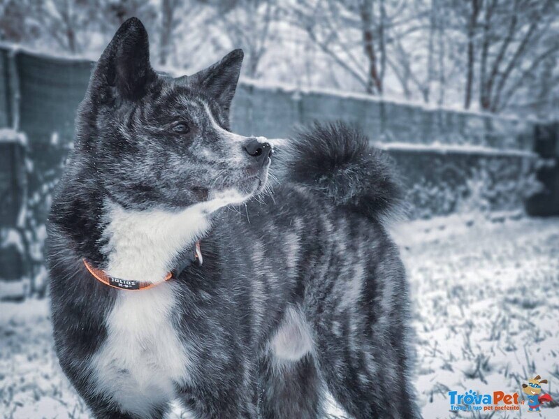 Akita inu Tigrato Disponibile per Monta - Foto n. 1