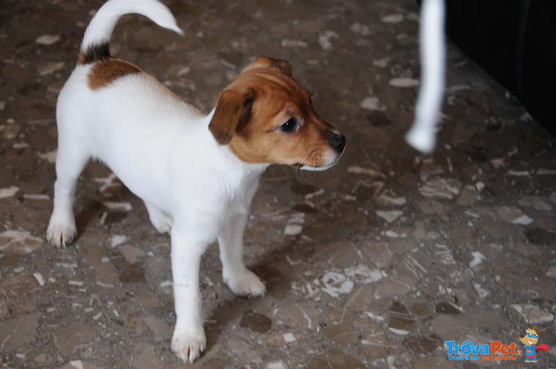 Cuccioli di jack Russell con Pedigree Roi - Foto n. 5