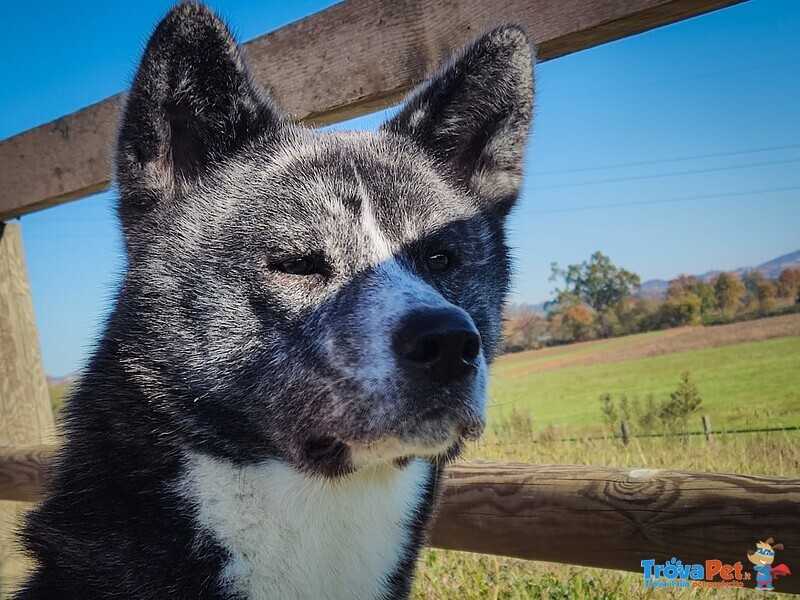 Akita inu Tigrato Disponibile per Monta - Foto n. 4