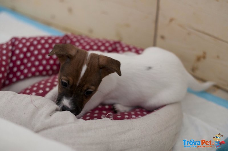 Cuccioli di jack Russell con Pedigree Roi - Foto n. 6