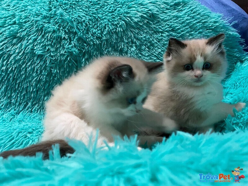 Dolcissimi e Bellissimi Ragdoll Cuccioli con Pedigree - Foto n. 1