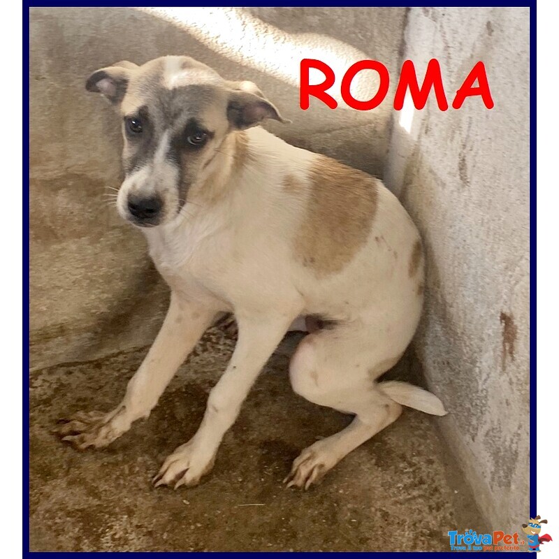 Roma Cucciola 5 mesi Abbandonata in Canile - Foto n. 1