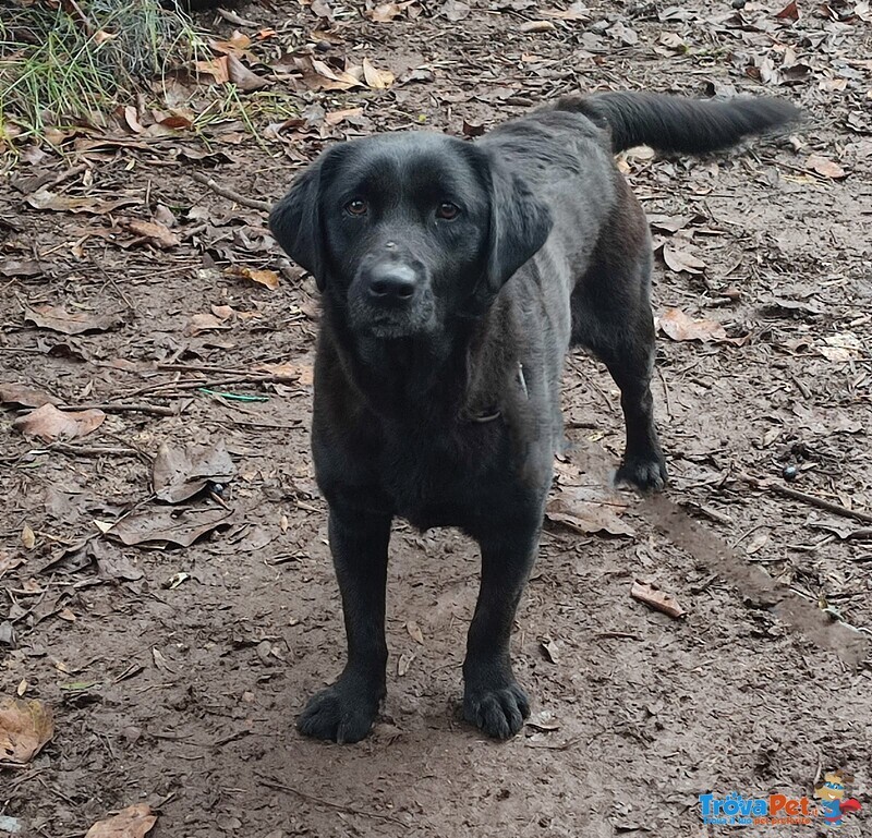 Vendo Bellissima Labrador con Pedegree. - Foto n. 1