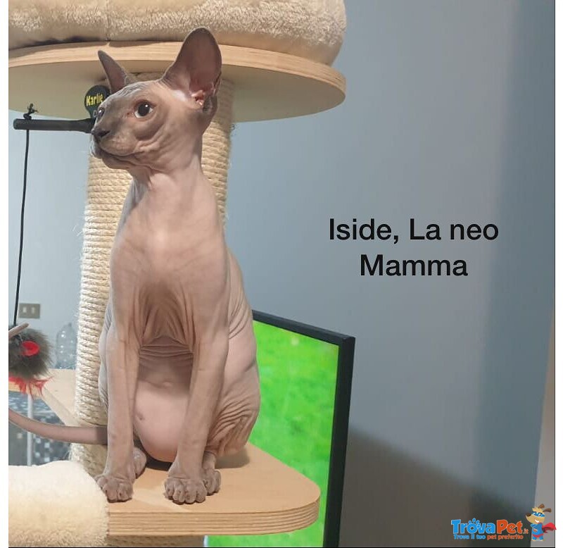 Sphynx per Natale - Foto n. 8