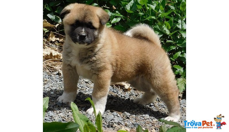 Stupendi Cuccioli di Akita Inu - Foto n. 1