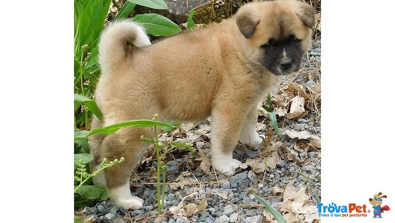 Stupendi Cuccioli di Akita Inu - Foto n. 2