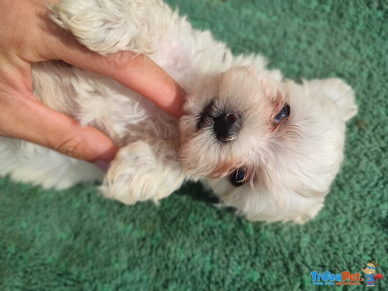 Cuccioli di Maltipoo– Maltese/barboncino - Foto n. 1