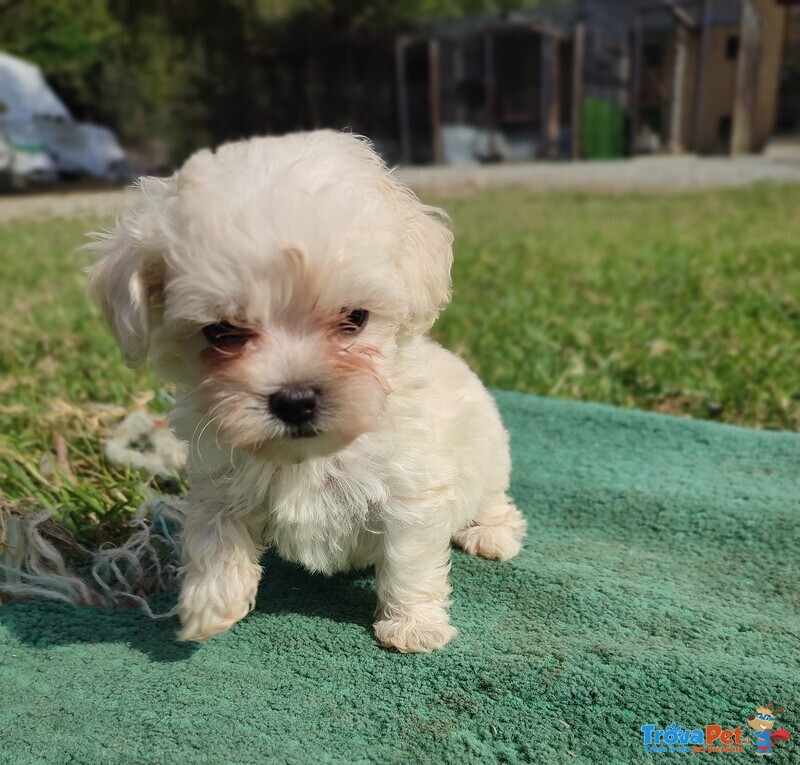 Cuccioli di Maltipoo– Maltese/barboncino - Foto n. 2