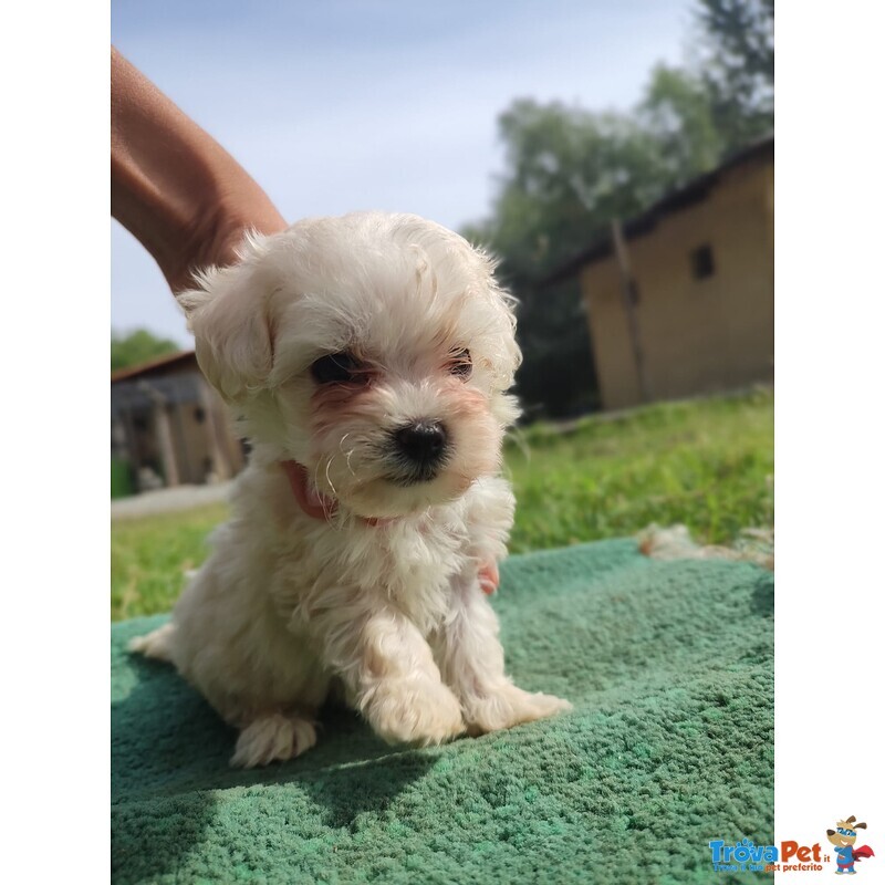 Cuccioli di Maltipoo– Maltese/barboncino - Foto n. 3