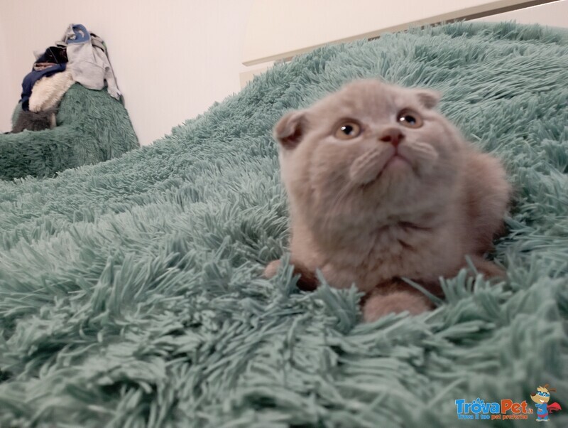 Scottish Fold - Foto n. 1