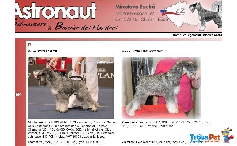 Schnauzer nano pepe e sale con Pedigree a roma per Accoppiamento - Foto n. 3