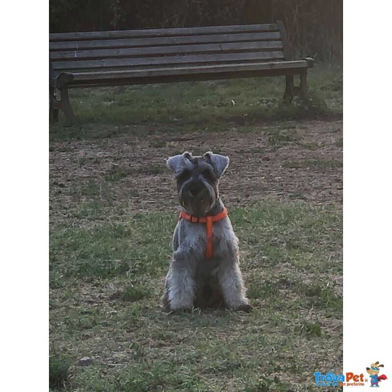 Schnauzer nano pepe e sale con Pedigree a roma per Accoppiamento - Foto n. 4