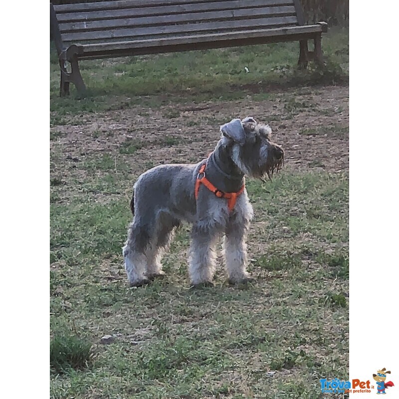 Schnauzer nano pepe e sale con Pedigree a roma per Accoppiamento - Foto n. 5