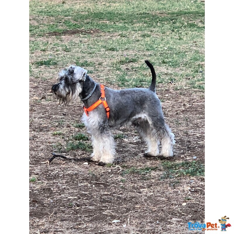 Schnauzer nano pepe e sale con Pedigree a roma per Accoppiamento - Foto n. 6