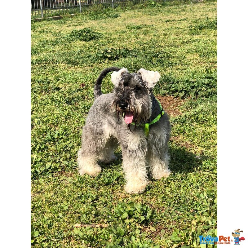 Schnauzer nano pepe e sale con Pedigree a roma per Accoppiamento - Foto n. 8