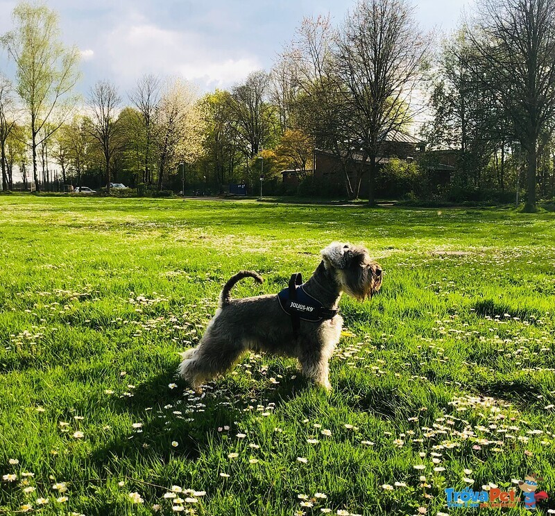 Schnauzer nano pepe e sale con Pedigree a roma per Accoppiamento - Foto n. 1