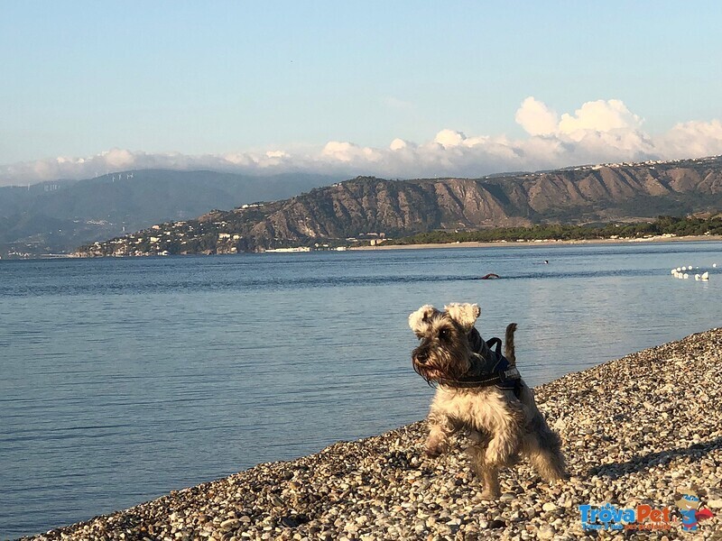 Schnauzer nano pepe e sale con Pedigree a roma per Accoppiamento - Foto n. 10