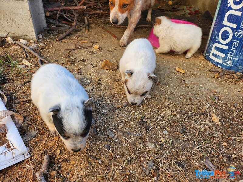 Cuccioli Australian Cattle Dog - Foto n. 1