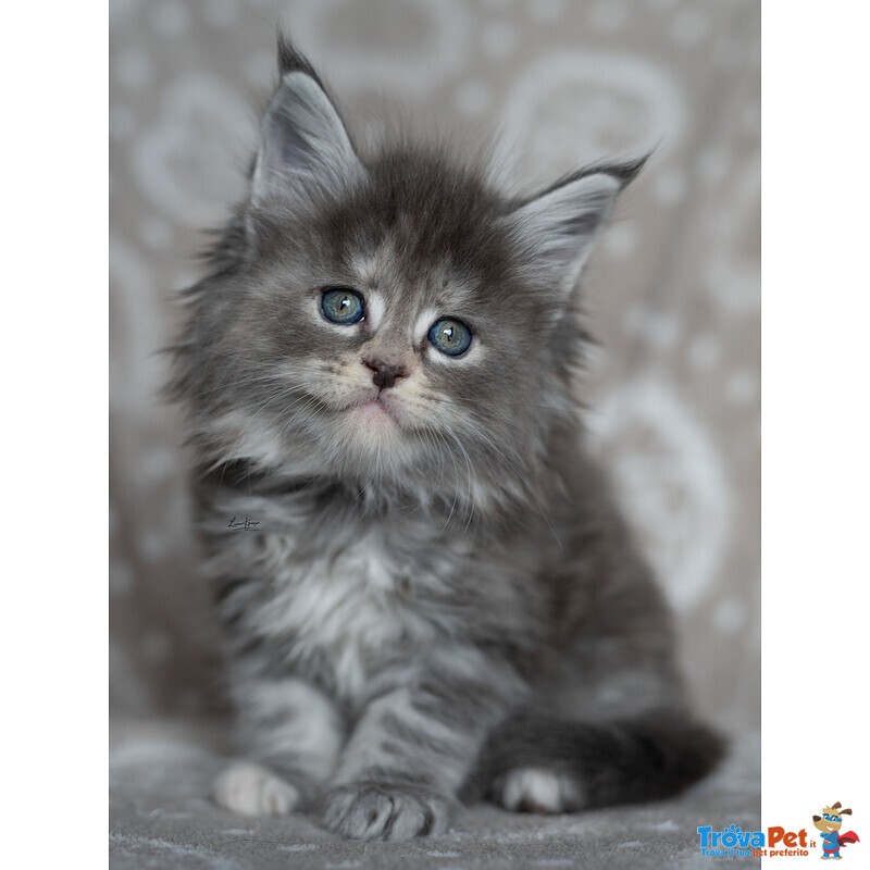 Maine coon Cuccioli - Foto n. 3