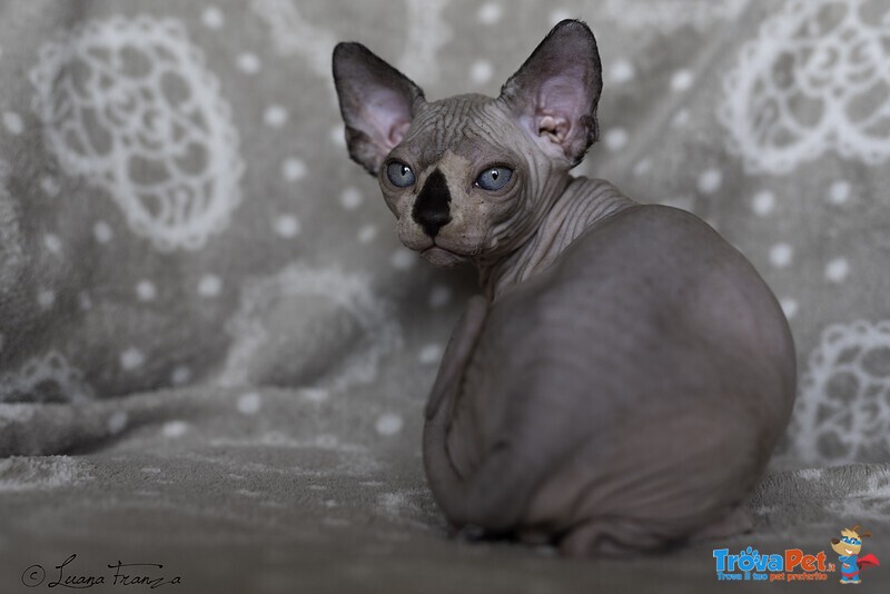 Sphynx Cucciolo - Foto n. 2