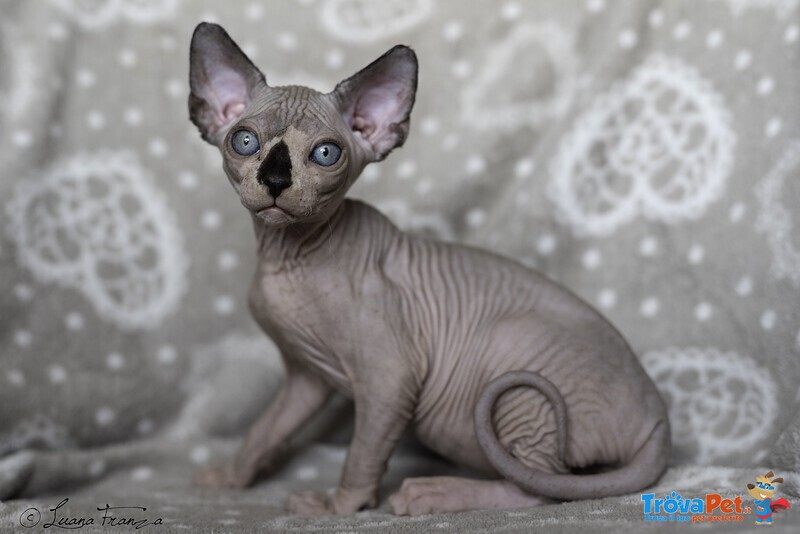 Sphynx Cucciolo - Foto n. 3