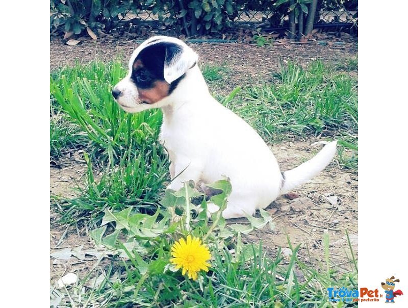 Cuccioli di jack Russell - Foto n. 3