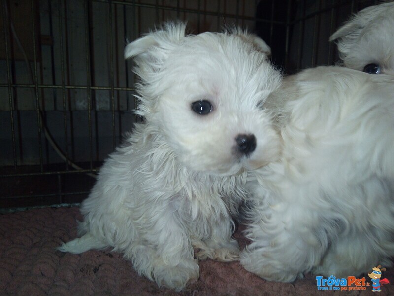 Cucciolo Maltese - Foto n. 1