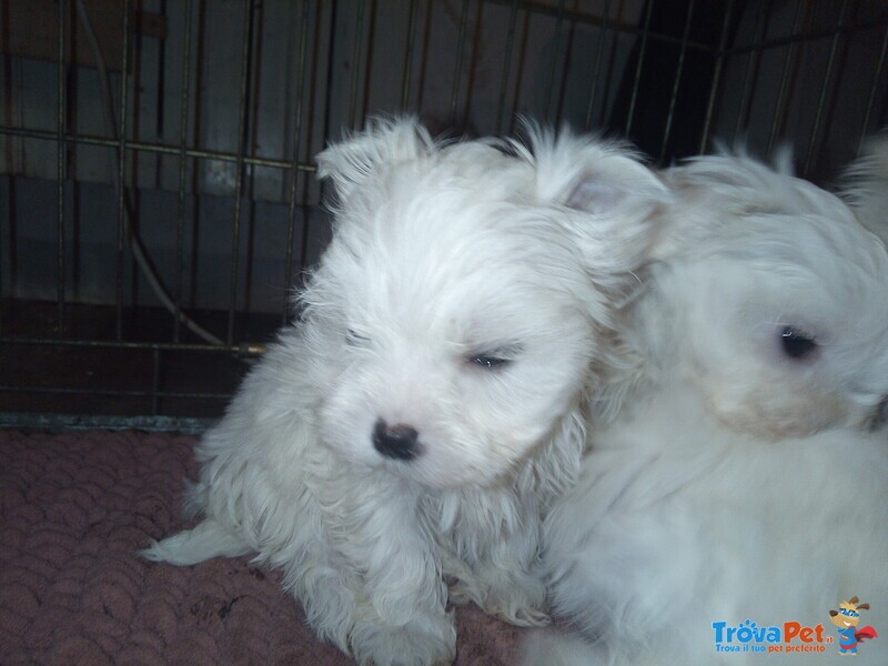 Cucciolo Maltese - Foto n. 3