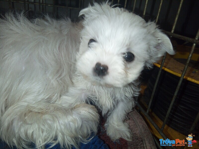 Cucciolo Maltese - Foto n. 4