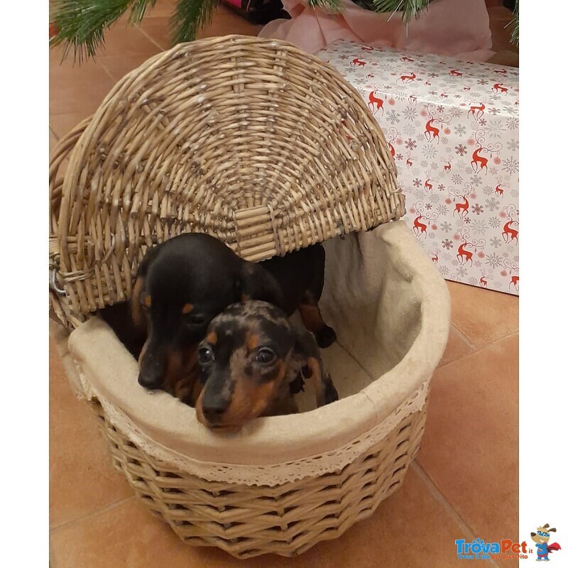 Disponibile Cucciolata di Bassotto Nano/kaninchen, Maschi e Femmine, Umbria, Bevagna (pg) - Foto n. 1