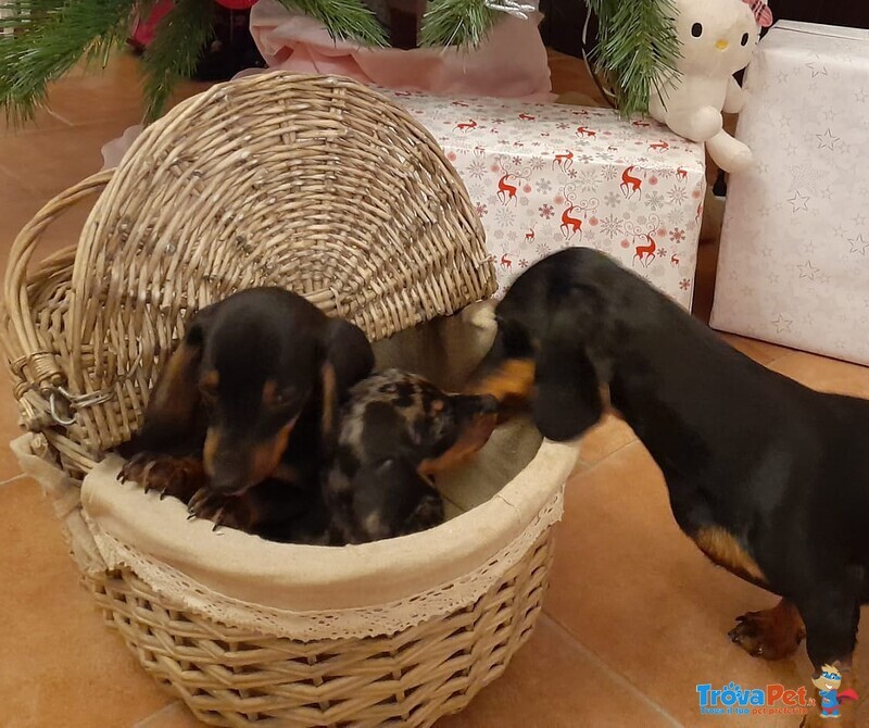 Disponibile Cucciolata di Bassotto Nano/kaninchen, Maschi e Femmine, Umbria, Bevagna (pg) - Foto n. 2