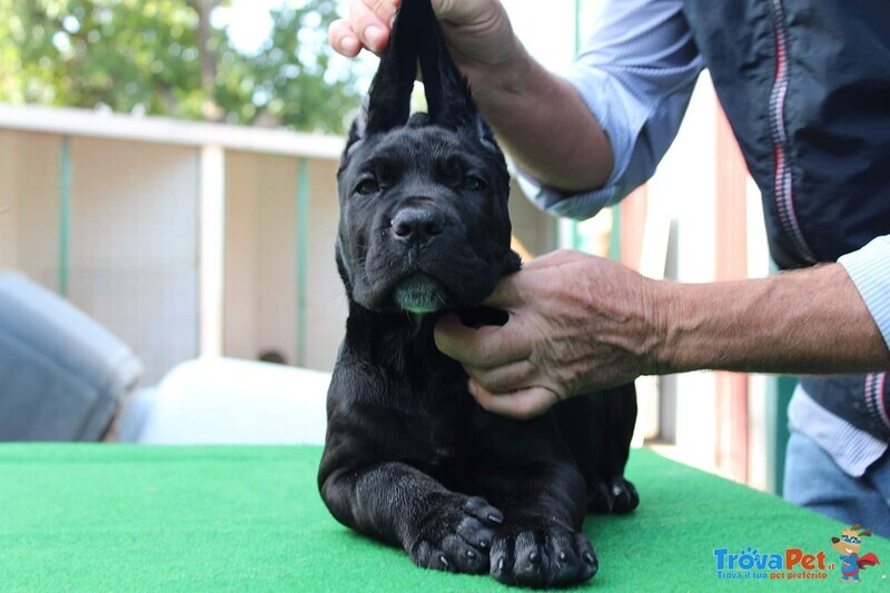 Cucciolo cane Corso Nero - Foto n. 1