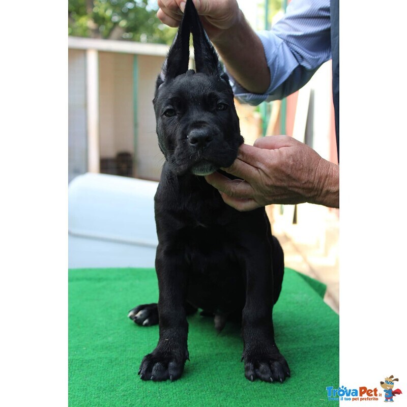 Cucciolo cane Corso Nero - Foto n. 2