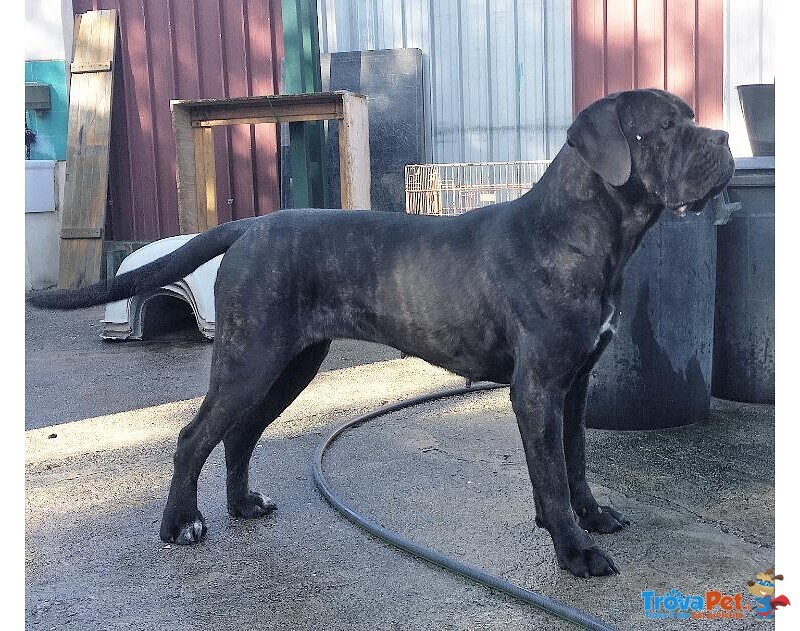 Cucciolo cane Corso Nero - Foto n. 4