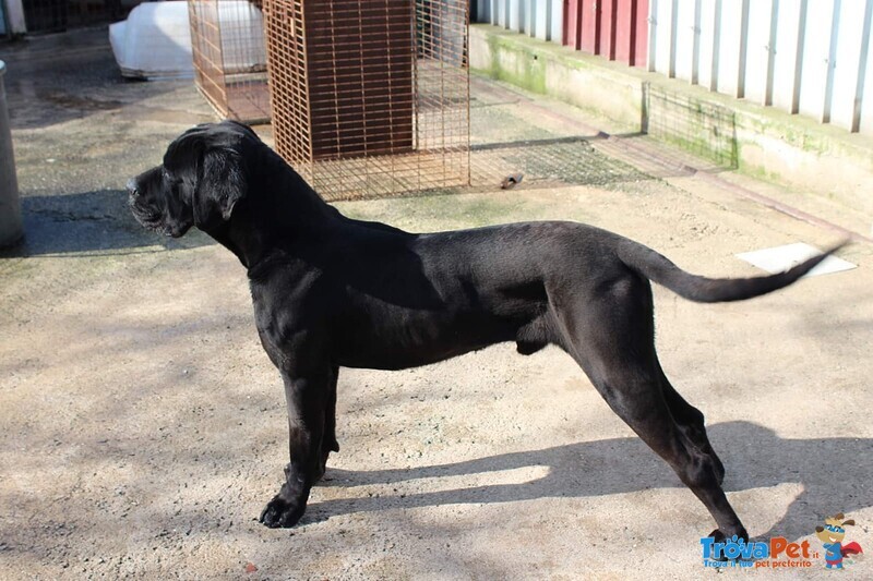 Cucciolo cane Corso Nero - Foto n. 6