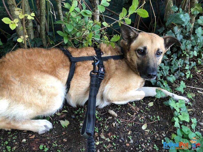 Martina Giovane Simil Pastore Malinois - Foto n. 2