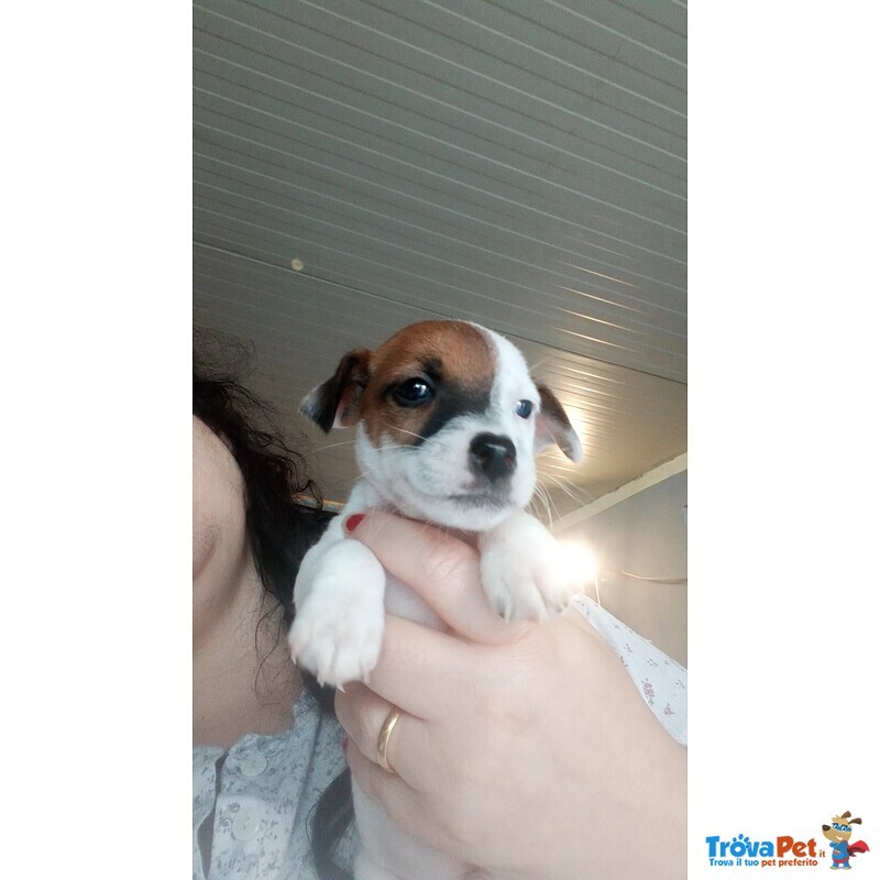 Cuccioli di jack Russell - Foto n. 1