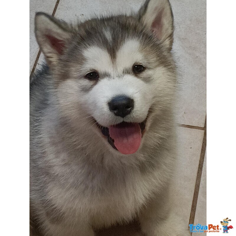 Cucciola di Alaskan Malamute - Foto n. 1