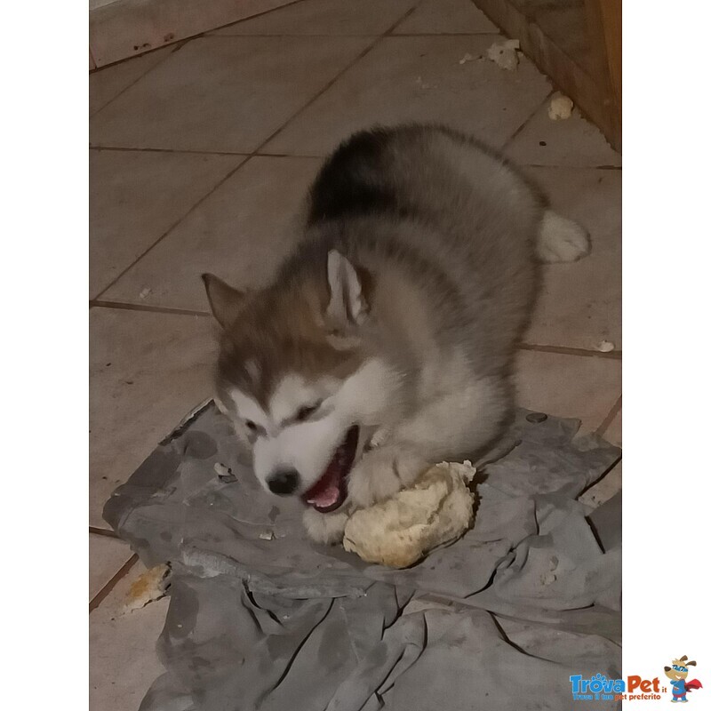 Cucciola di Alaskan Malamute - Foto n. 2