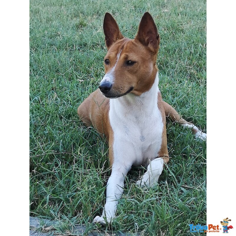 Basenji Cuccioli Disponibili - Foto n. 1